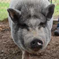 Thumbnail photo of Martha #2