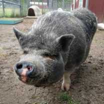 Thumbnail photo of Adasha #3