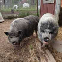 Thumbnail photo of Martha #3