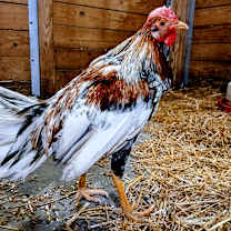 Thumbnail photo of Victor #4