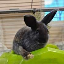 Thumbnail photo of 59581233 #2