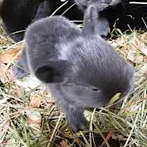 Thumbnail photo of 59581233 #3