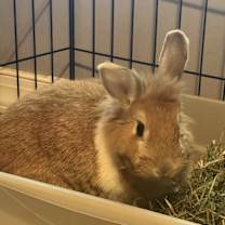 Thumbnail photo of Soba #2