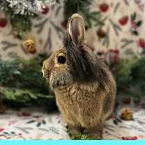 Thumbnail photo of Caramel #1