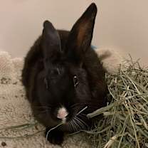 Thumbnail photo of Maddie #2