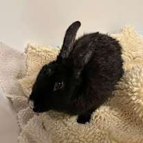 Thumbnail photo of Maddie #3