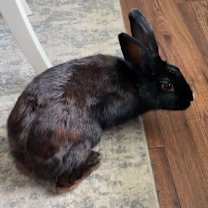 Thumbnail photo of Maddie #4