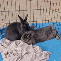 Thumbnail photo of Serena (Bonded with Donut) #1