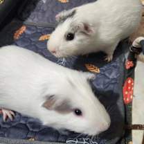 Thumbnail photo of Manchego (bonded w/Havarti-IN #3