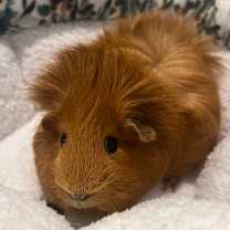 Thumbnail photo of Deuce #1