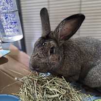 Thumbnail photo of Little Rabbit FooFoo #1