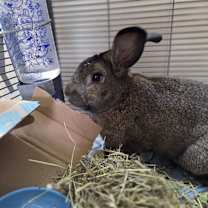 Thumbnail photo of Little Rabbit FooFoo #2