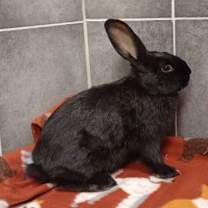 Thumbnail photo of PERLA #1