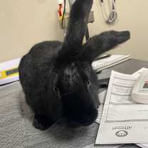 Thumbnail photo of PERLA #2