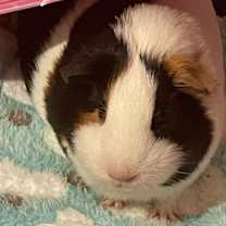 Thumbnail photo of Espresso, Charlie, and Rosie #4