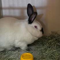 Thumbnail photo of Alice w/ Kiwi #1