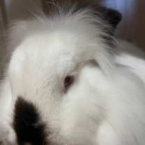 Thumbnail photo of Kiwi *SN*  w/ Alice #2