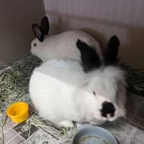 Thumbnail photo of Kiwi *SN*  w/ Alice #3