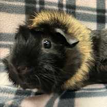 Thumbnail photo of Poppy #1