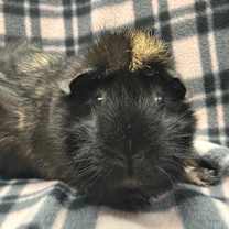 Thumbnail photo of Poppy #3