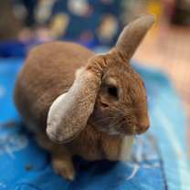 Thumbnail photo of Flanders #4