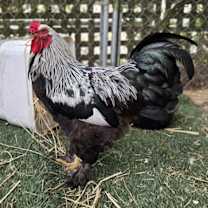 Thumbnail photo of Raptor #3