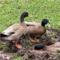 Thumbnail photo of Bubbles #1