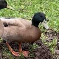 Thumbnail photo of Bubbles #2