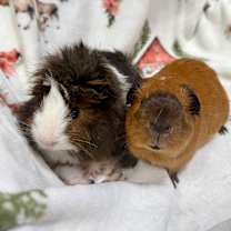 Thumbnail photo of Zephyr  #2