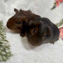 Thumbnail photo of Dan #3