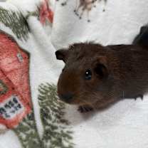 Thumbnail photo of Shay #2