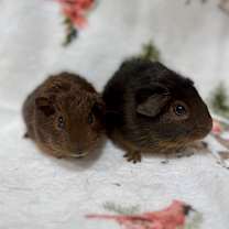 Thumbnail photo of Dan #4