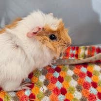 Thumbnail photo of Turkey #1