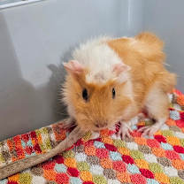 Thumbnail photo of Turkey #2