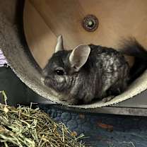 Thumbnail photo of Q-Tip #1