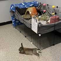 Thumbnail photo of Bambi #2