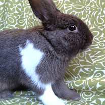 Thumbnail photo of Sharkey #1