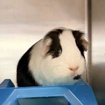 Thumbnail photo of Daisy #2