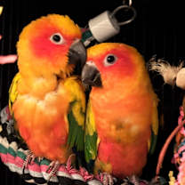 Thumbnail photo of Europa #1