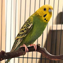 Thumbnail photo of Indie #4