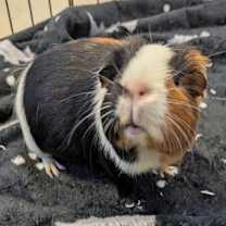 Thumbnail photo of Daisy #3