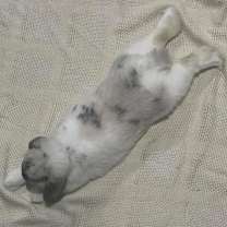 Thumbnail photo of Melvin #3