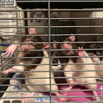 Thumbnail photo of Buzz #1