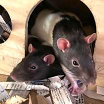 Thumbnail photo of Buzz #2