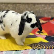 Thumbnail photo of Moomoo #2