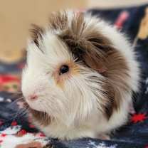 Thumbnail photo of Floof #1