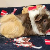 Thumbnail photo of Floof #2