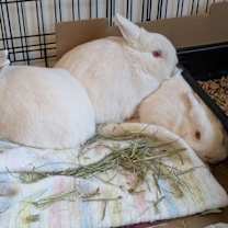 Thumbnail photo of Lilo #1