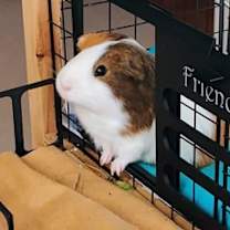 Thumbnail photo of Honeybuns #1