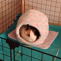 Thumbnail photo of Honeybuns #2